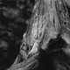Illustration for article titled Photo Mission Gallery: Black and White